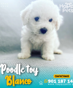 Alternative view of POODLE TOY BLANCO