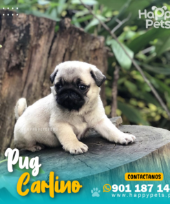 PUG CARLINO