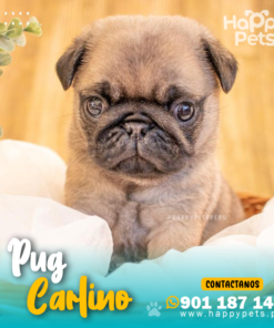 Alternative view of PUG CARLINO
