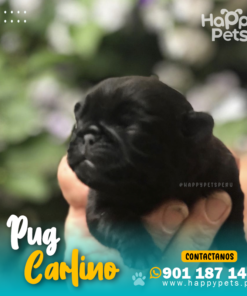 PUG CARLINO NEGRO