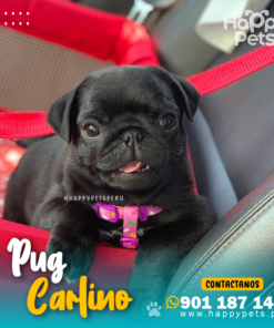 Alternative view of PUG CARLINO NEGRO