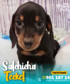 SALCHICHA TECKEL