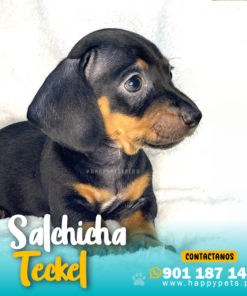 Alternative view of SALCHICHA TECKEL