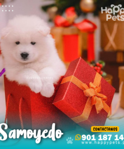 Alternative view of SAMOYEDO