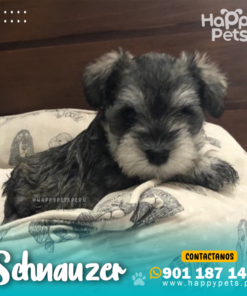 Alternative view of SCHNAUZER
