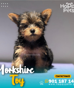 Alternative view of YORKSHIRE TOY