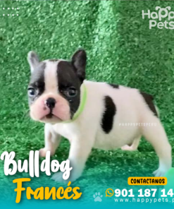 BULLDOG FRANCÉS