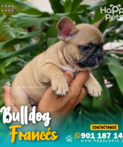 Alternative view of BULLDOG FRANCÉS
