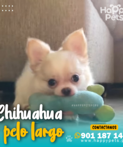 CHIHUAHUA PELO LARGO