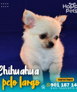 Alternative view of CHIHUAHUA PELO LARGO
