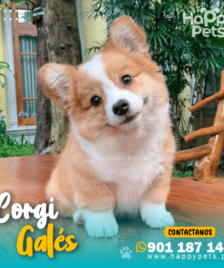 CORGI DE GALÉS