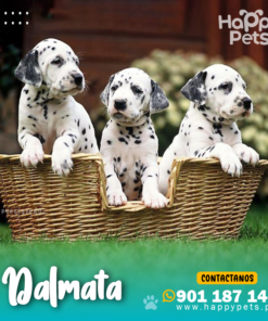 DALMATA