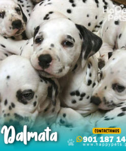 Alternative view of DALMATA