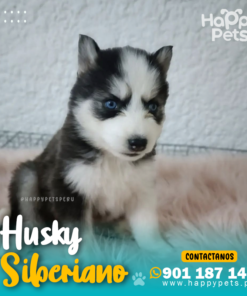 Alternative view of HUSKY SIBERIANO