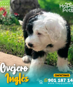 Alternative view of OVEJERO INGLÉS