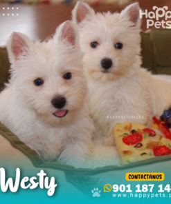 WESTY