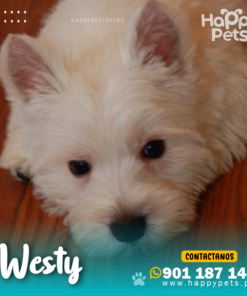 Alternative view of WESTY