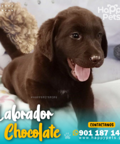 LABRADOR RETRIEVER CHOCOLATE