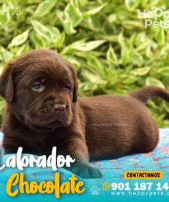 Alternative view of LABRADOR RETRIEVER CHOCOLATE