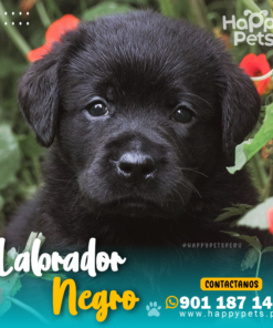 LABRADOR RETRIEVER NEGRO