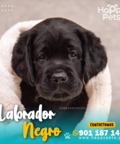 Alternative view of LABRADOR RETRIEVER NEGRO