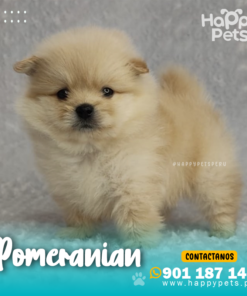 POMERANIAN