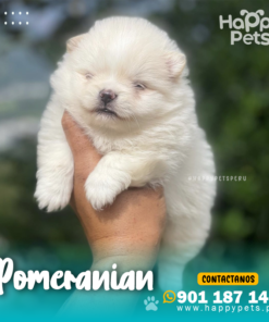 Alternative view of POMERANIAN