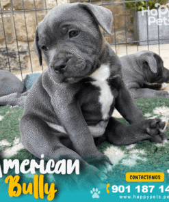 AMERICAN BULLY