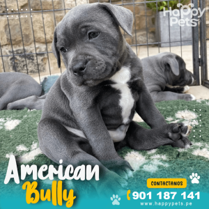 AMERICAN BULLY