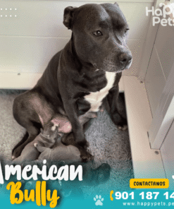 Alternative view of AMERICAN BULLY