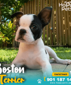 BOSTON TERRIER
