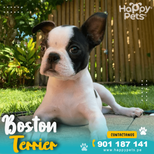 BOSTON TERRIER