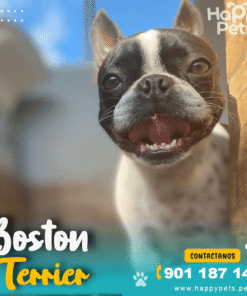 Alternative view of BOSTON TERRIER