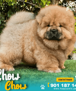 CHOW CHOW