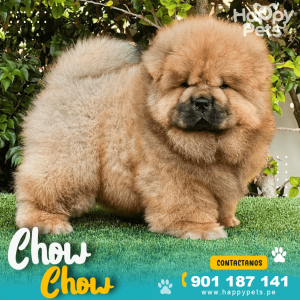CHOW CHOW