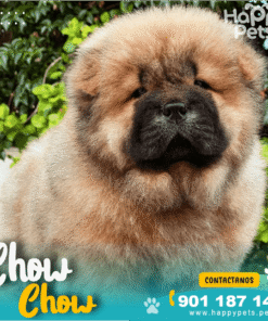 Alternative view of CHOW CHOW