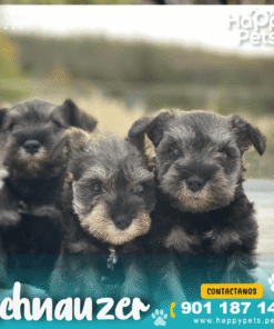 Alternative view of SCHNAUZER