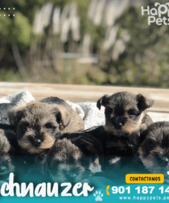 SCHNAUZER
