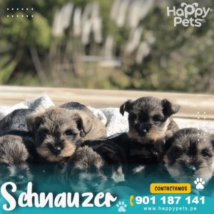 SCHNAUZER