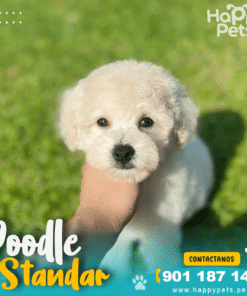 POODLE STANDAR