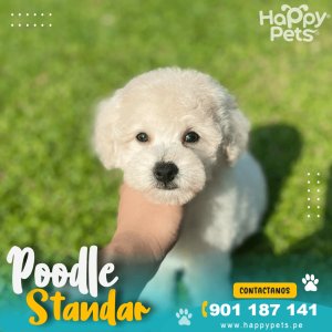 POODLE STANDAR