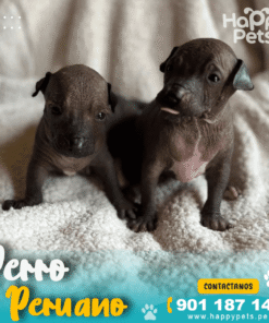 Alternative view of PERRO PERUANO