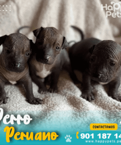 PERRO PERUANO