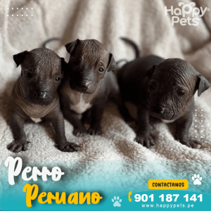 PERRO PERUANO