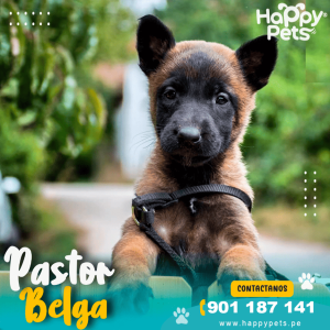 PASTOR BELGA