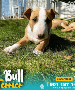 Alternative view of BULL TERRIER