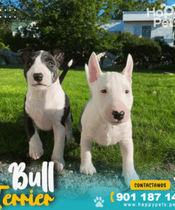 BULL TERRIER