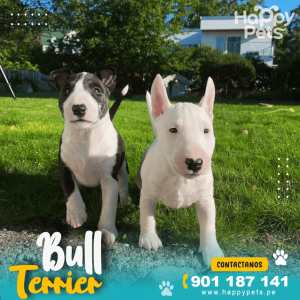 BULL TERRIER