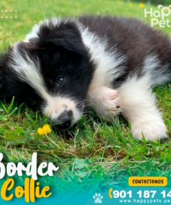 Alternative view of BORDER COLLIE