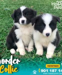 BORDER COLLIE
